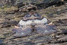 Attēlu rezultāti vaicājumam “Earophila badiata”