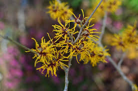 Attēlu rezultāti vaicājumam “Hamamelis vernalis flower”