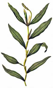 Attēlu rezultāti vaicājumam “Potamogeton praelongus”