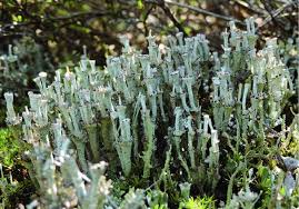 Attēlu rezultāti vaicājumam “Cladonia”