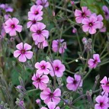 Image result for Storchschnäbel