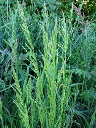 Attēlu rezultāti vaicājumam “Poa nemoralis fruit”