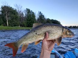 Image result for Moxostoma carinatum