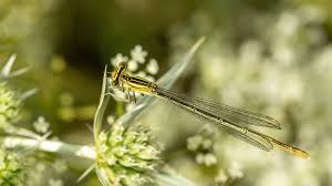 Attēlu rezultāti vaicājumam “Platycnemis pennipes”