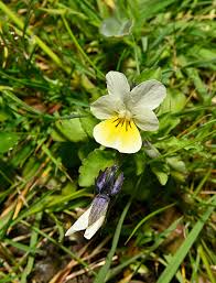 Attēlu rezultāti vaicājumam “Viola arvensis bud”