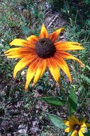 Attēlu rezultāti vaicājumam “Rudbeckia hirta var. hirta”