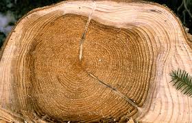 Attēlu rezultāti vaicājumam “Heterobasidion parviporum”