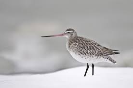 Attēlu rezultāti vaicājumam “Limosa lapponica adult”