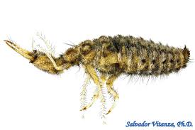 Attēlu rezultāti vaicājumam “Myrmeleontidae larva”