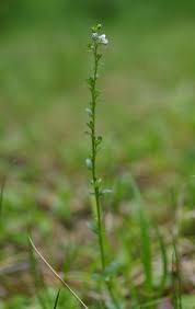 Attēlu rezultāti vaicājumam “Veronica arvensis flower”