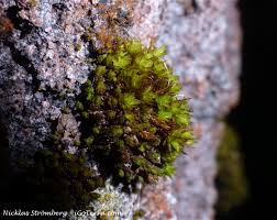 Attēlu rezultāti vaicājumam “Orthotrichum, Nyholmiella”