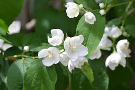 Attēlu rezultāti vaicājumam “Philadelphus coronarius flower”