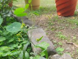 Attēlu rezultāti vaicājumam “Rorippa palustris flower”