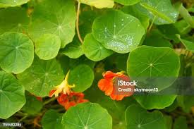 Attēlu rezultāti vaicājumam “Tropaeolum majus leaf”