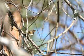 Image result for Phylloscopus ibericus