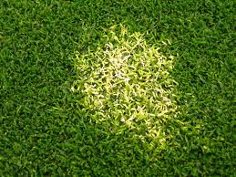 Attēlu rezultāti vaicājumam “Poa remota leaf”