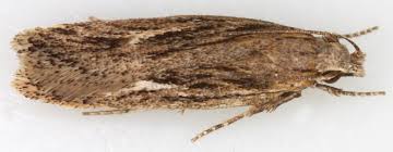 Attēlu rezultāti vaicājumam “Gelechia scotinella”