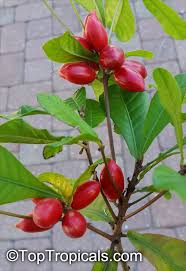 Attēlu rezultāti vaicājumam “Anisantha tectorum fruit”