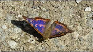 Attēlu rezultāti vaicājumam “Apatura ilia male”