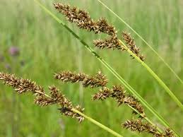 Attēlu rezultāti vaicājumam “Carex appropinquata fruit”