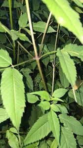 Attēlu rezultāti vaicājumam “Bidens frondosa leaf”