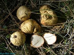 Attēlu rezultāti vaicājumam “Rhizopogon luteolus”