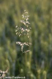 Attēlu rezultāti vaicājumam “Holcus mollis”