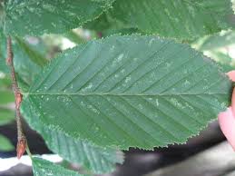 Attēlu rezultāti vaicājumam “Carpinus betulus leaf”