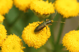 Attēlu rezultāti vaicājumam “Chrysanthia geniculata”