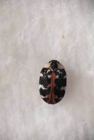 Attēlu rezultāti vaicājumam “Anthrenus scrophulariae”