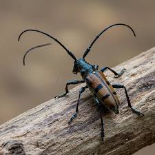 Attēlu rezultāti vaicājumam “Cerambycidae”