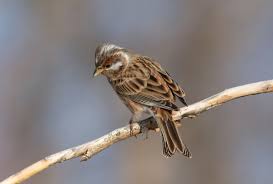 Image result for Emberiza leucocephalos