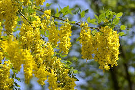 Attēlu rezultāti vaicājumam “Laburnum alpinum flower”