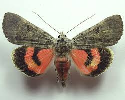 Attēlu rezultāti vaicājumam “Catocala pacta”