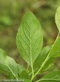 Attēlu rezultāti vaicājumam “Prunus domestica subsp. domestica leaf”