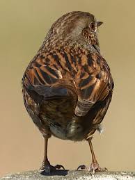 Attēlu rezultāti vaicājumam “Prunella modularis adult”