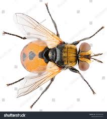 Attēlu rezultāti vaicājumam “Gymnosoma sp.”