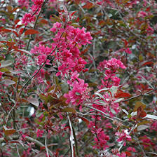 Attēlu rezultāti vaicājumam “Malus purpurea flower”