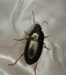 Attēlu rezultāti vaicājumam “Amara sp.”