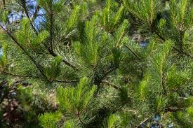 Attēlu rezultāti vaicājumam “Pinus nigra”