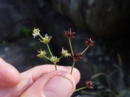 Attēlu rezultāti vaicājumam “Juncus articulatus”