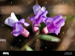 Attēlu rezultāti vaicājumam “Lathyrus palustris flower”