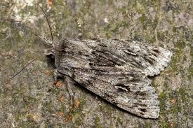 Attēlu rezultāti vaicājumam “Brachionycha nubeculosa”