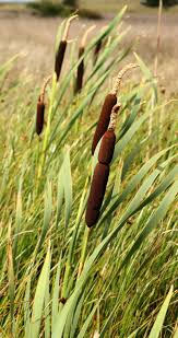 Attēlu rezultāti vaicājumam “Typhaceae”