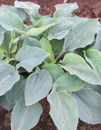 Image result for Hosta sieboldiana 'Elegans'