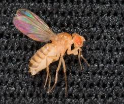 Attēlu rezultāti vaicājumam “Drosophila melanogaster”