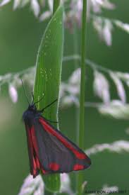 Attēlu rezultāti vaicājumam “Nithecus jacobaeae”