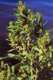 Attēlu rezultāti vaicājumam “Rumex maritimus leaf”