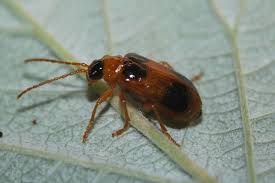 Attēlu rezultāti vaicājumam “Phyllobrotica quadrimaculata”