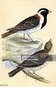 Image result for Calcarius lapponicus